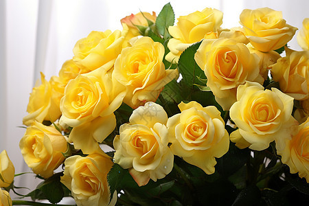 浪漫盛开的玫瑰花背景图片