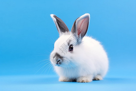 灰鼻子的兔子图片