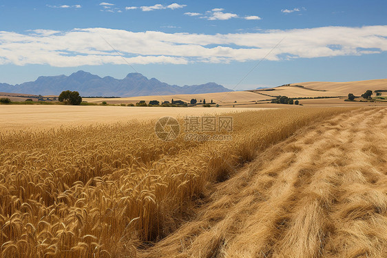 小麦的农田图片