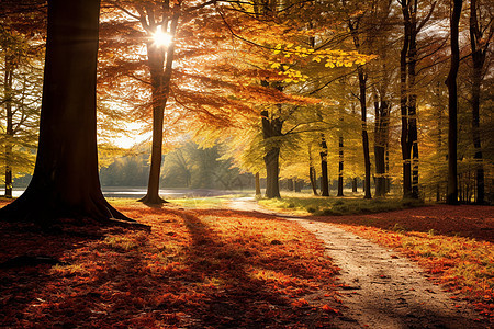 秋叶漫天的森林背景图片