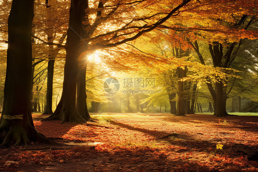 秋日的森林图片