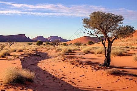 夕阳下的荒漠树背景图片