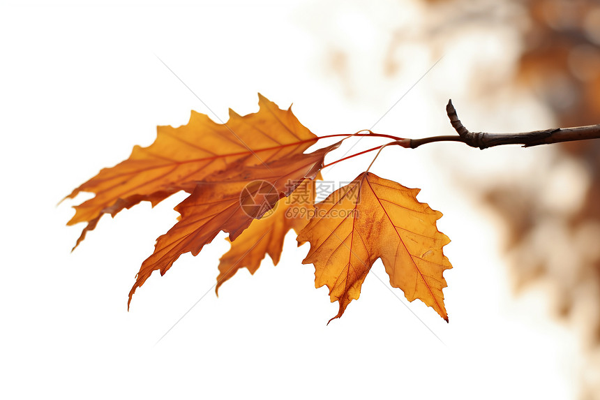 秋叶孤枝图片
