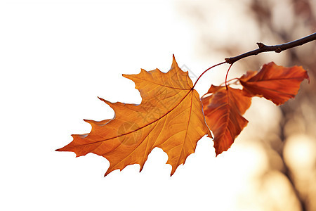 秋天的树叶落影图片