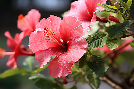 四季花四季如花背景