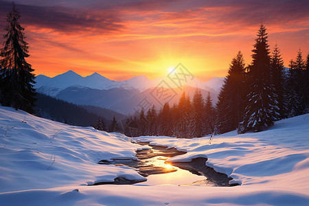 雪松树冬日䁔阳的山景背景