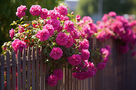 围栏上的粉色花丛图片