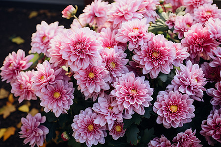 花盆里的的粉红色菊花图片