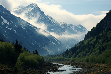 雪山中森林与山谷图片