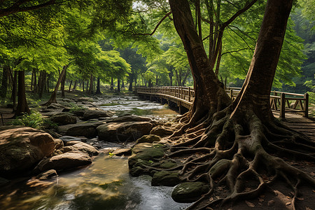 小溪流过森林图片