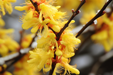 春日黄花树图片