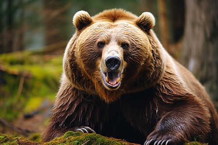 野生的棕熊动物图片