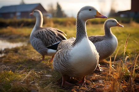 乡村农业养殖场中养殖的鸭群背景图片
