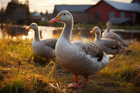 夏季农场中养殖的鸭群图片