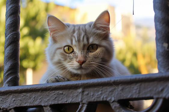 户外玩耍的宠物猫咪图片