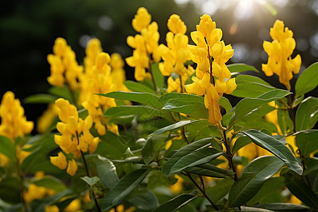 夏季花园中盛开的美丽黄花图片