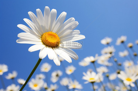 白色雏菊的特写镜头图片