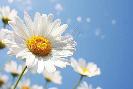 盛开的白色雏菊花朵图片