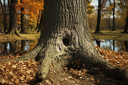 秋季公园中树洞的特写图片