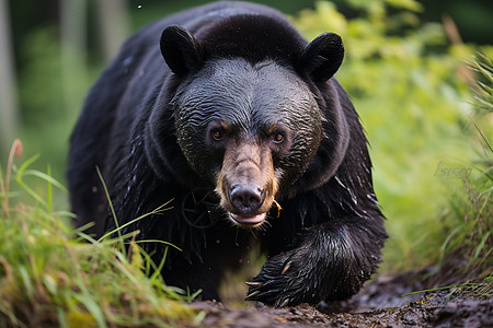 野生的黑熊动物图片