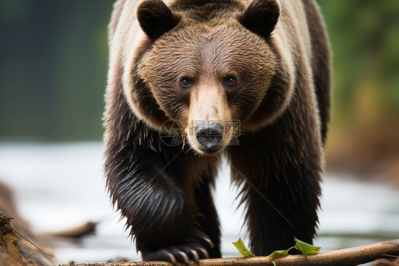 户外野生的棕熊动物图片