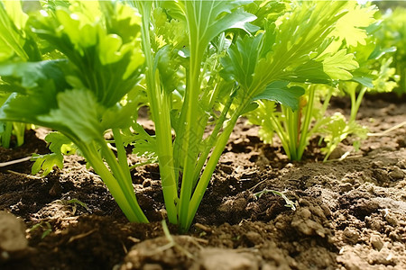 丰收的芹菜田野种植园图片