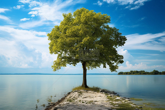 湖泊中孤独的树木图片