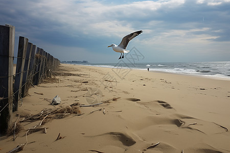 沙滩上自由飞翔的白鸽背景图片