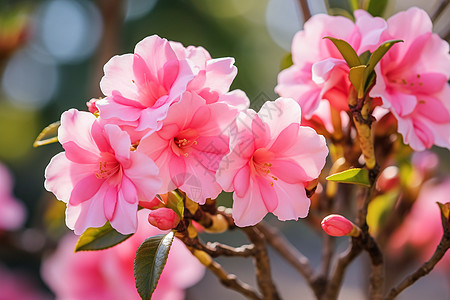 美丽的杜鹃花花海图片