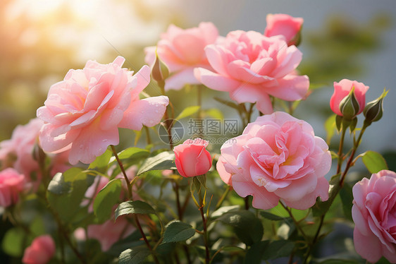 夏日花园中绽放的玫瑰图片