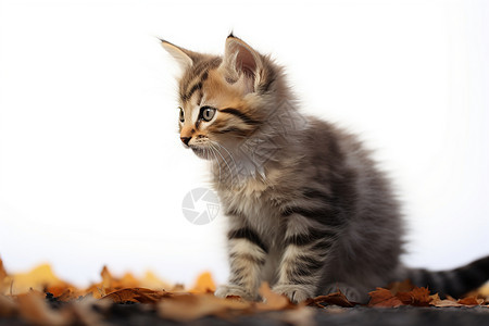 小猫与秋天的叶子图片
