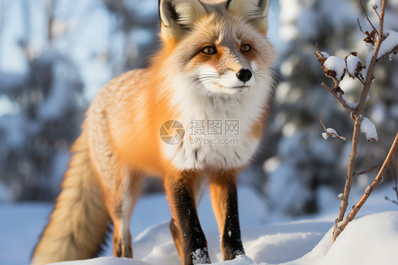 狐狸在雪地里发呆图片