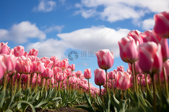 美丽的郁金香花田图片