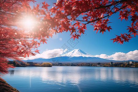 枫叶水太阳光下的樱花树背景