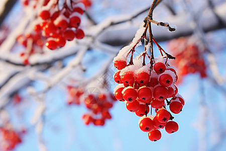 水果思慕雪冬季里成熟的果实背景