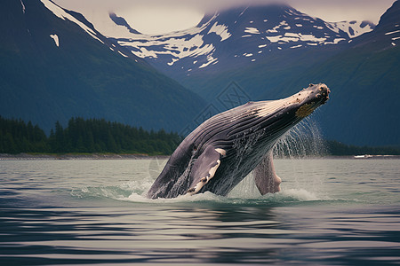 冰川前的巨大座头鲸跃出水面图片