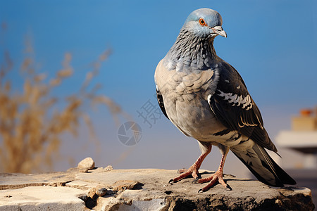 自然中一只鸟站在岩石上图片
