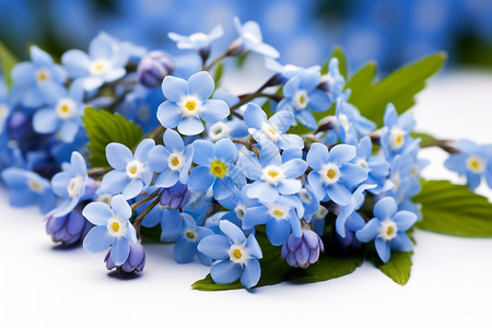一支蓝色的鲜花图片