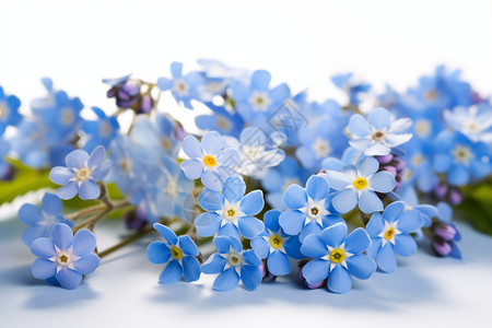 蓝色枝叶鲜花图片
