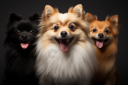 三只小狗崽在黑色空间里图片