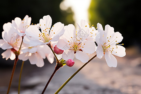 春日里绽放的鲜花图片