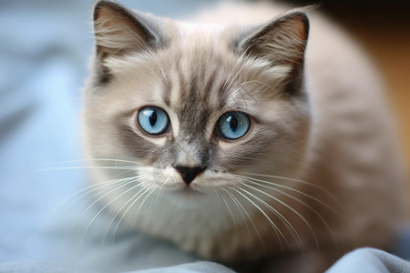 猫空间素材蓝瞳的小猫咪背景