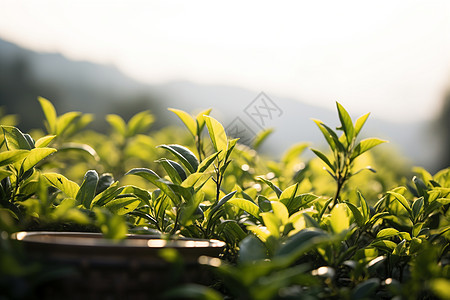 茁壮成长的嫩绿茶叶图片