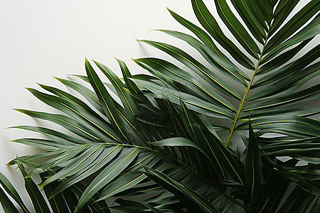 茂盛的棕榈叶背景图片