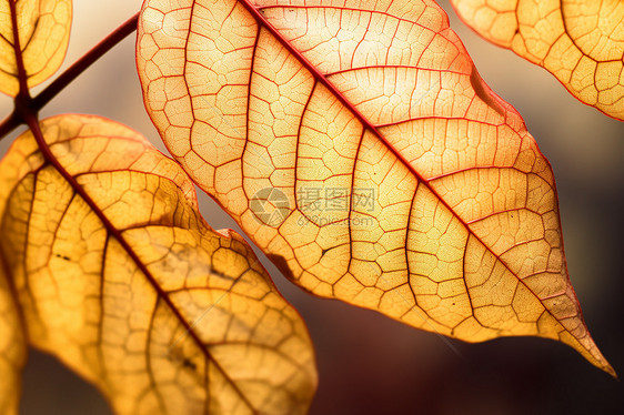 色彩鲜艳的秋日落叶图片