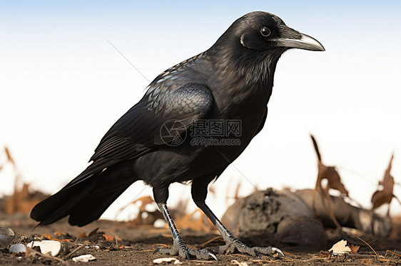 安静站立的黑乌鸦图片
