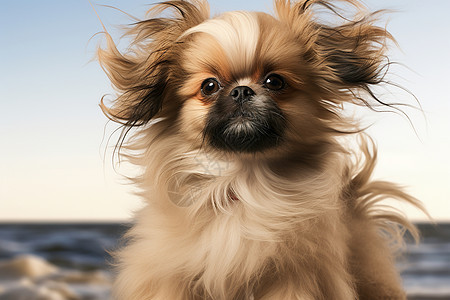 被风吹动毛发的小狗图片