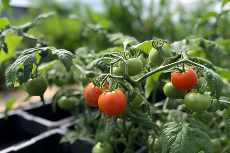 丰收的番茄苗高清图片