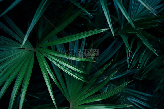 光影斑驳的绿植图片