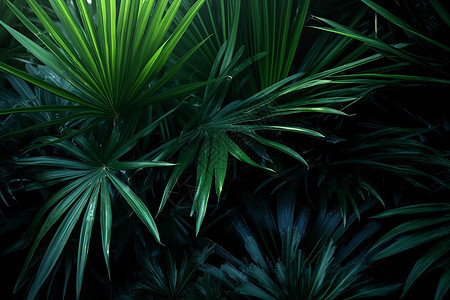 翠绿的森林植物图片